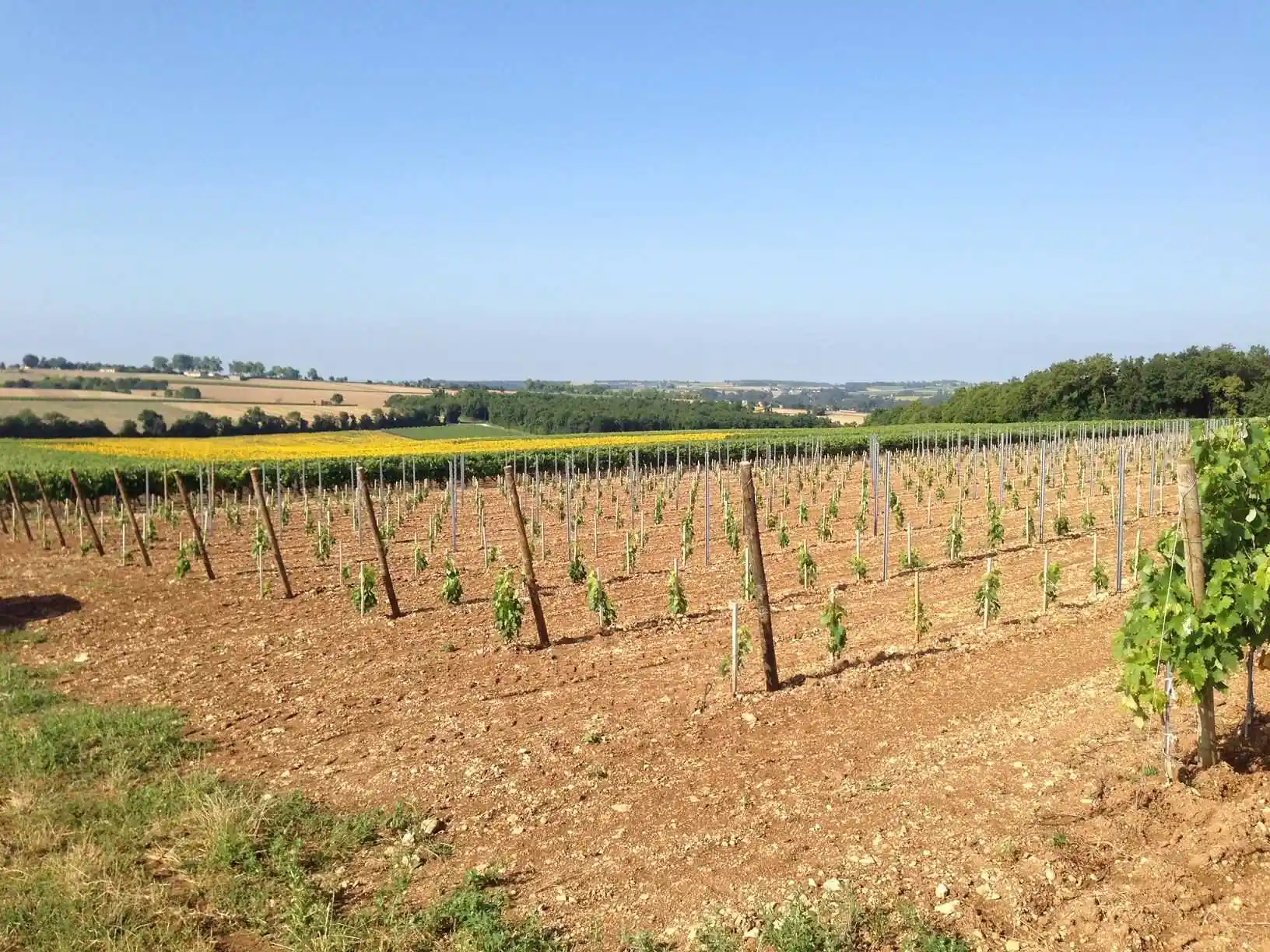 jeune plantation cognac